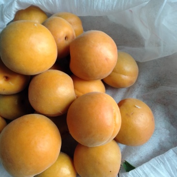 金太阳，杏。