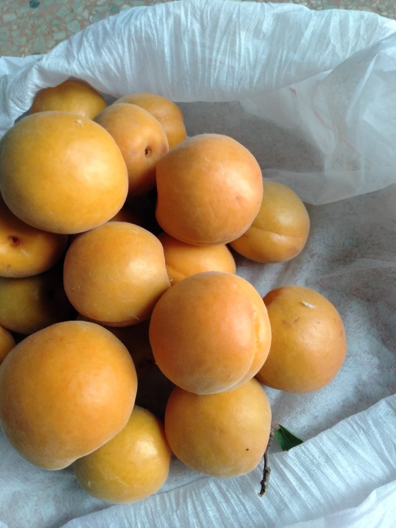 金太阳，杏。