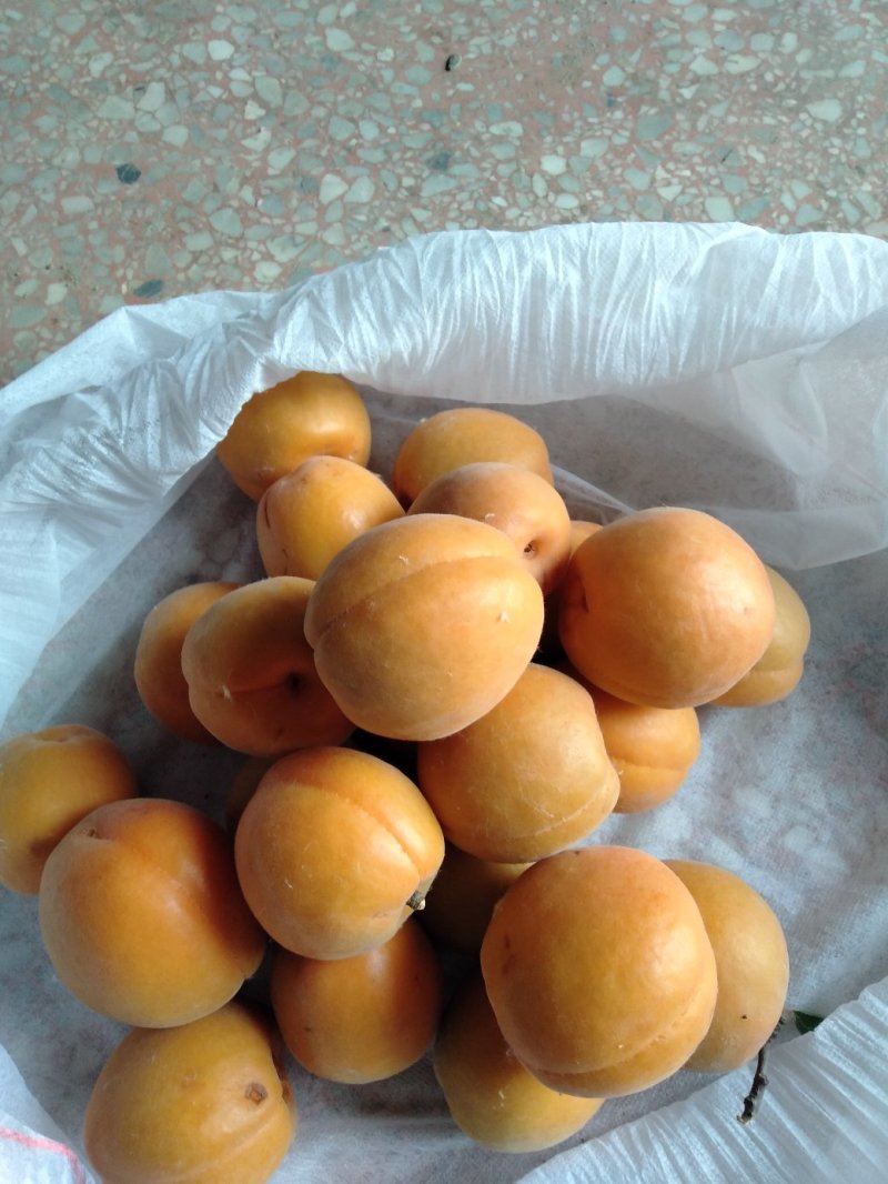 金太阳，杏。