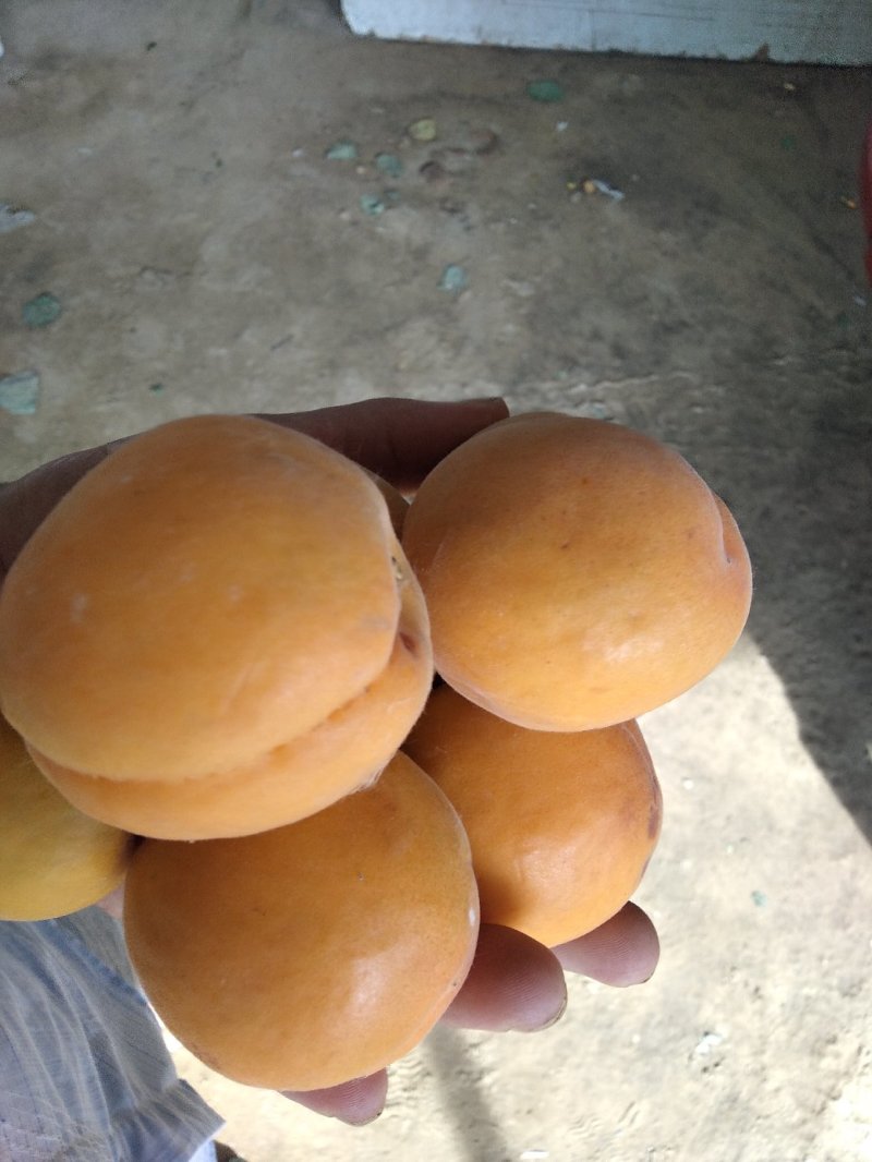 金太阳，杏。
