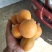 金太阳，杏。