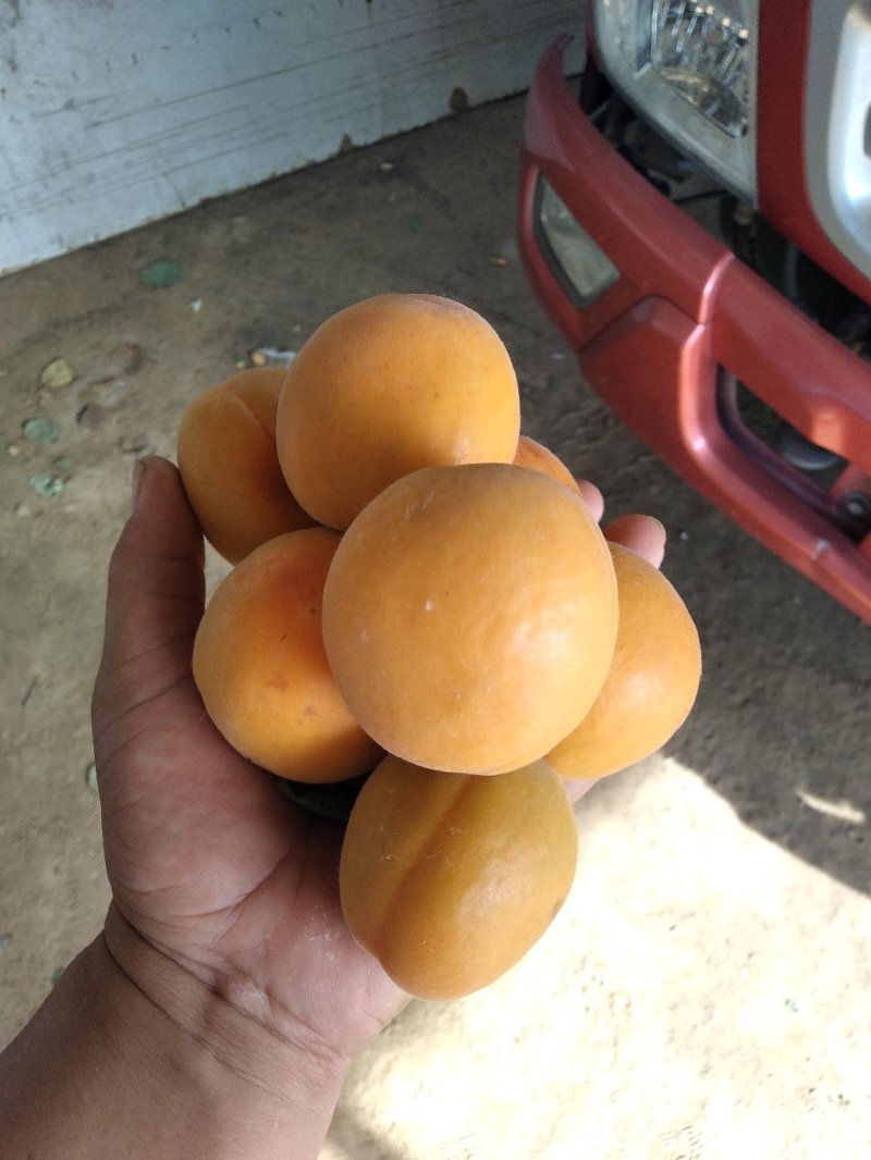 金太阳，杏。