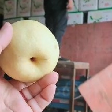 冷库各种梨开始特实惠价开始出售，河北石家庄赵县产地
