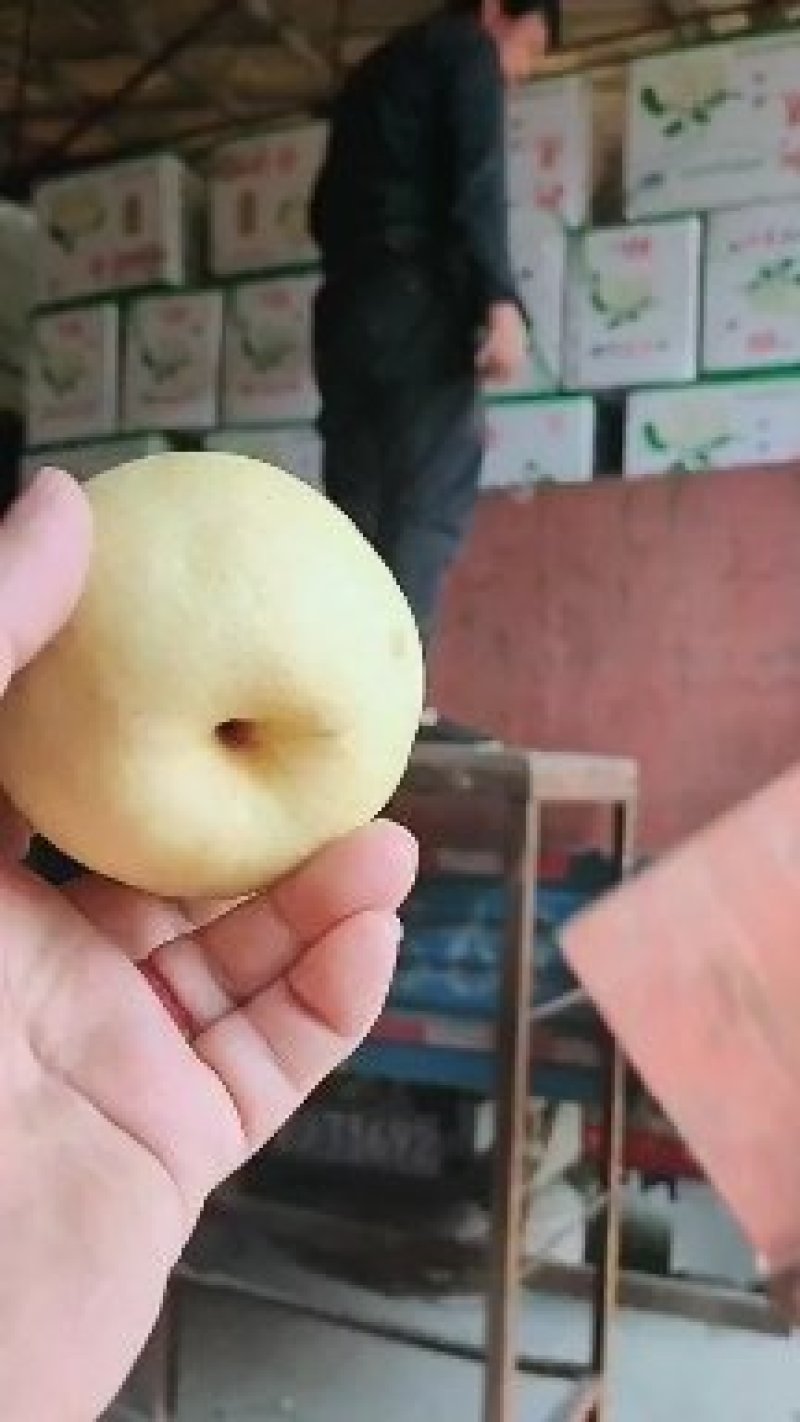 冷库各种梨开始特实惠价开始出售，河北石家庄赵县产地