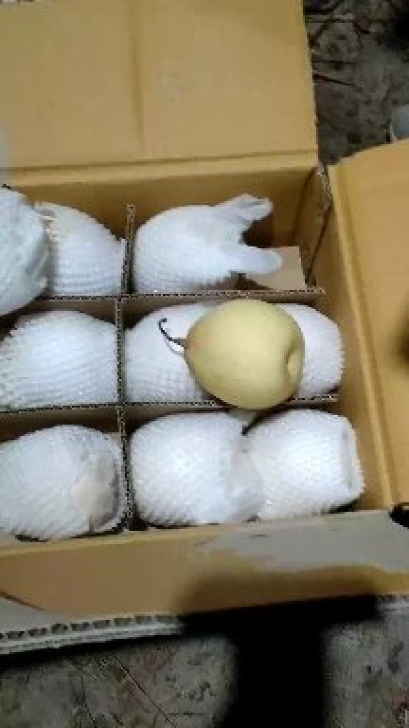 冷库各种梨开始特实惠价开始出售，河北石家庄赵县产地