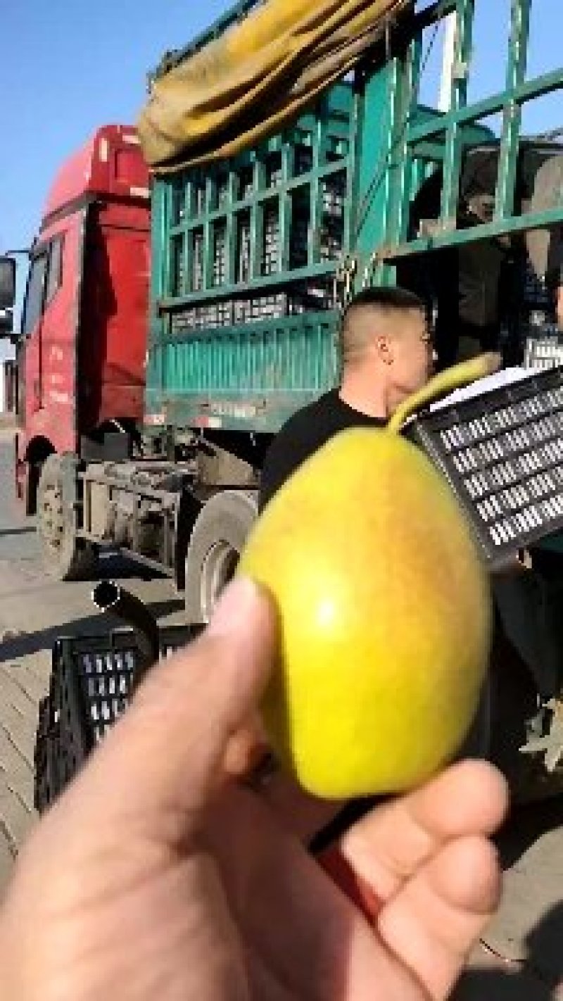 冷库各种梨开始特实惠价开始出售，河北石家庄赵县产地