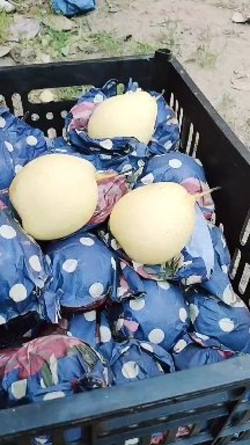 冷库各种梨开始特实惠价开始出售，河北石家庄赵县产地