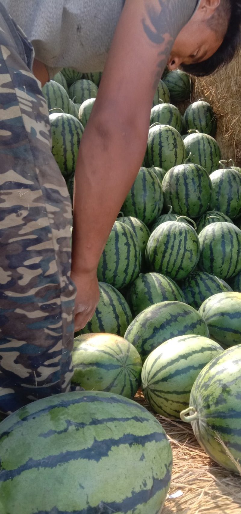 甜王系列西瓜