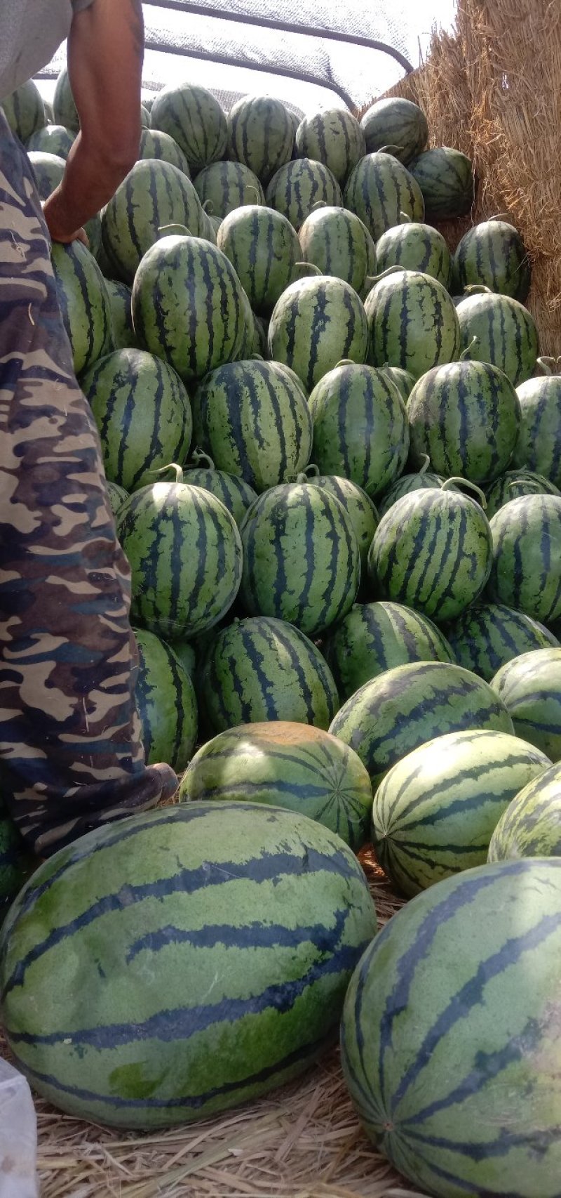 甜王系列西瓜