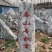 泰山景松配泰山石，造型松，迎客松，大小齐全，包安装。