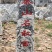 泰山景松配泰山石，造型松，迎客松，大小齐全，包安装。