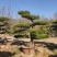 泰山景松配泰山石，造型松，迎客松，大小齐全，包安装。