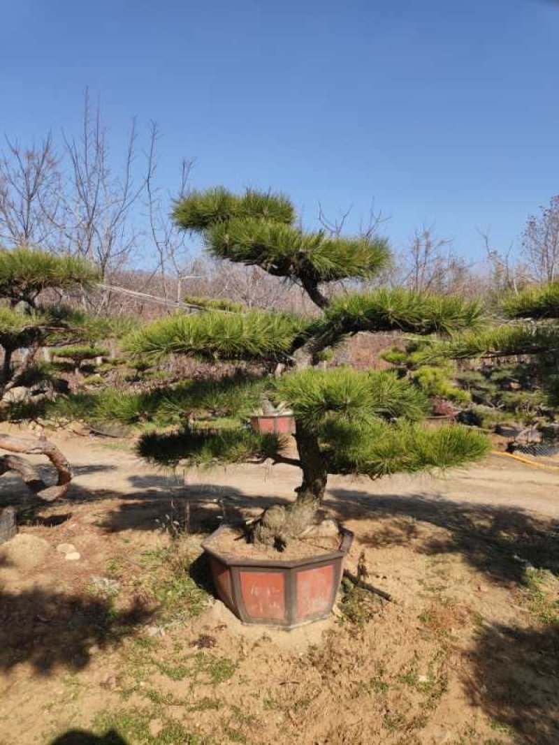 泰山景松配泰山石，造型松，迎客松，大小齐全，包安装。