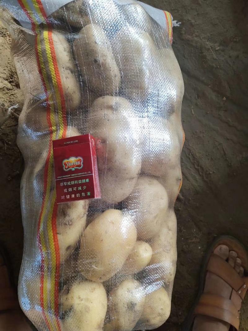 【精品】河南土豆通许沃土，V7土豆中著五号大量出货，