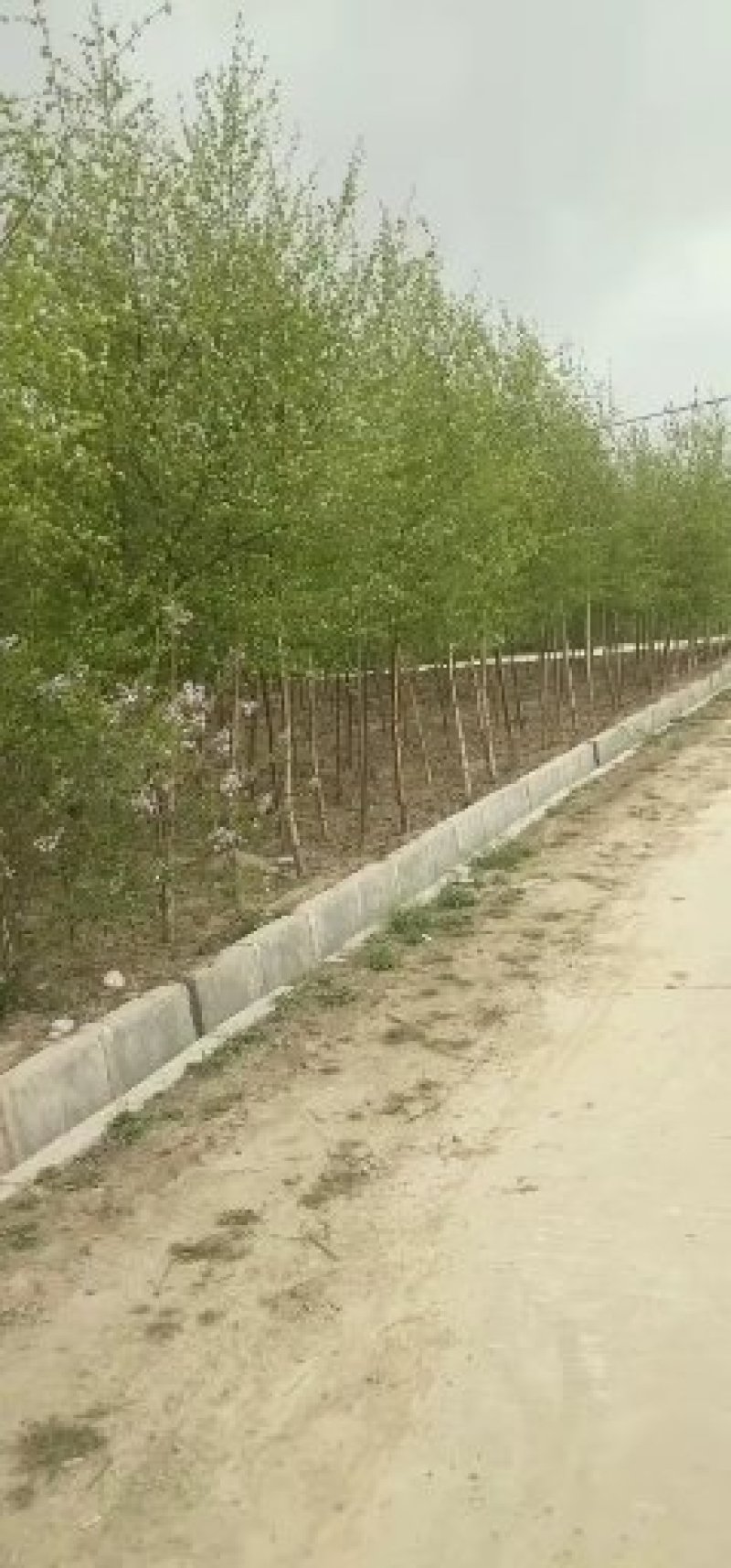 白桦苗
