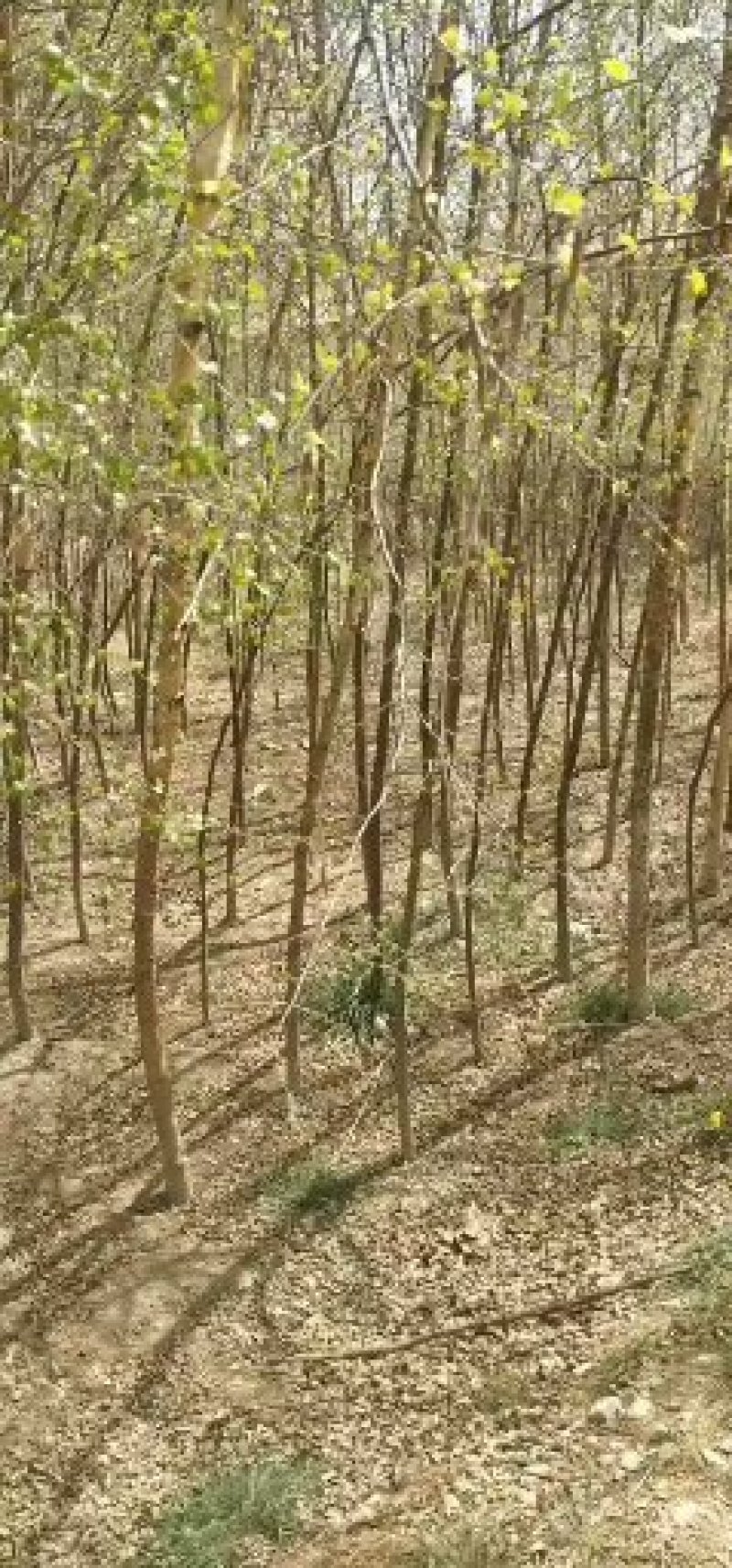白桦苗