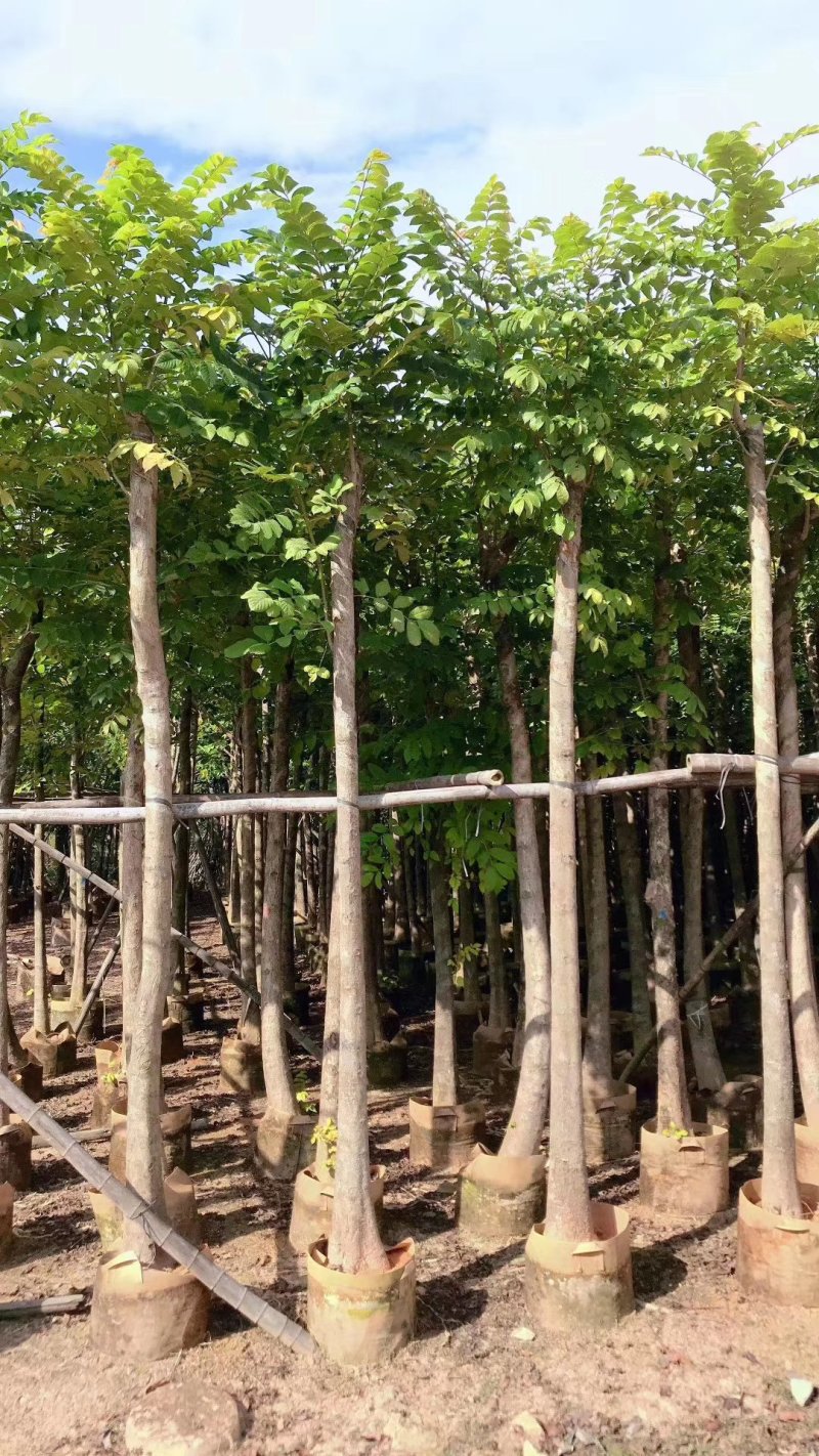 火焰木优质量火焰木
