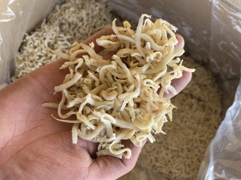 渤海丁香鱼凤尾鱼干，可实地考察泥鳅鱼干