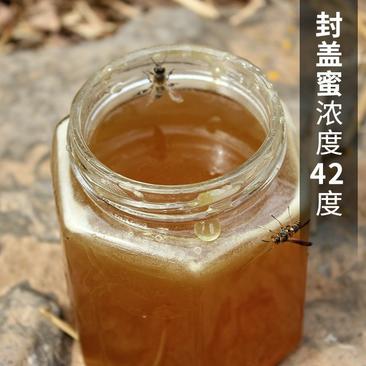 深山木桶蜜野生土蜂蜜正品传统农家自产纯正天然