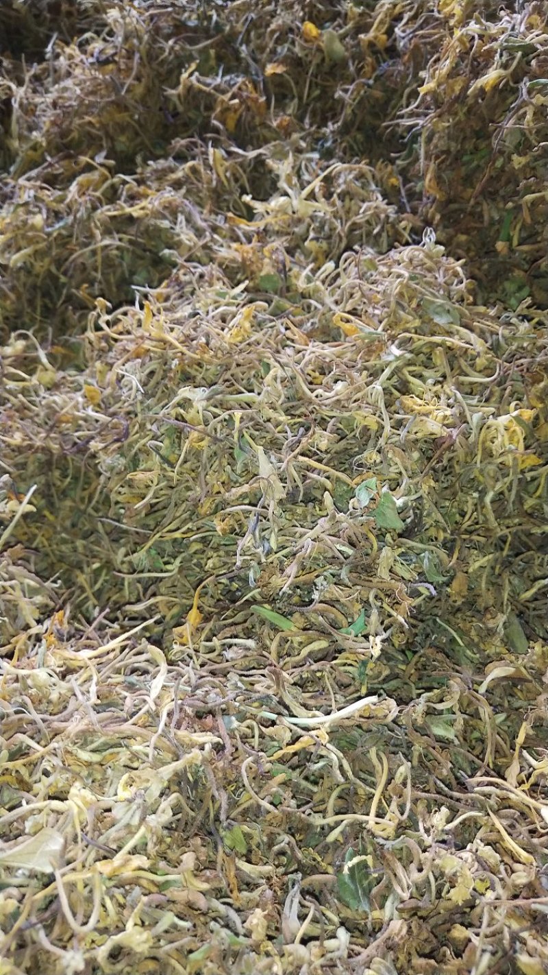 金银花大毛金银花贵州野山花