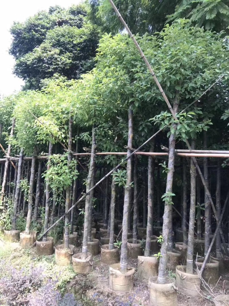 樟树5~15分樟树大量现货出售