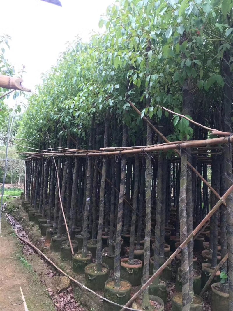 樟树5~15分樟树大量现货出售