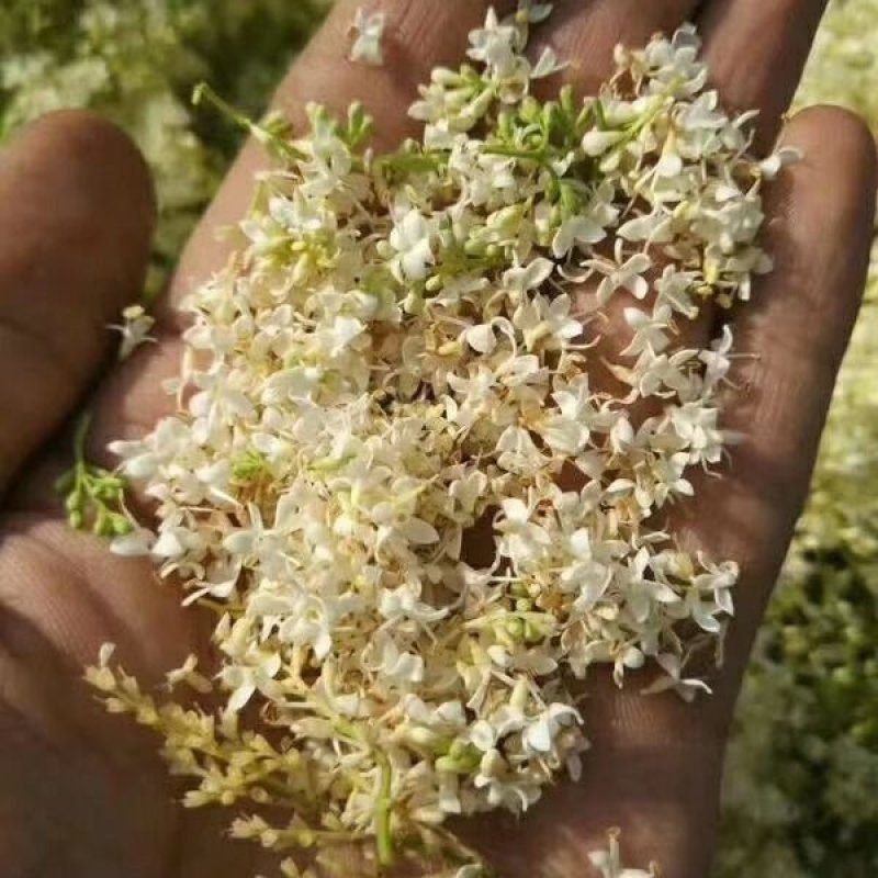 暴马子花，野生白丁香花地直供道地药材，药典标准支持线上