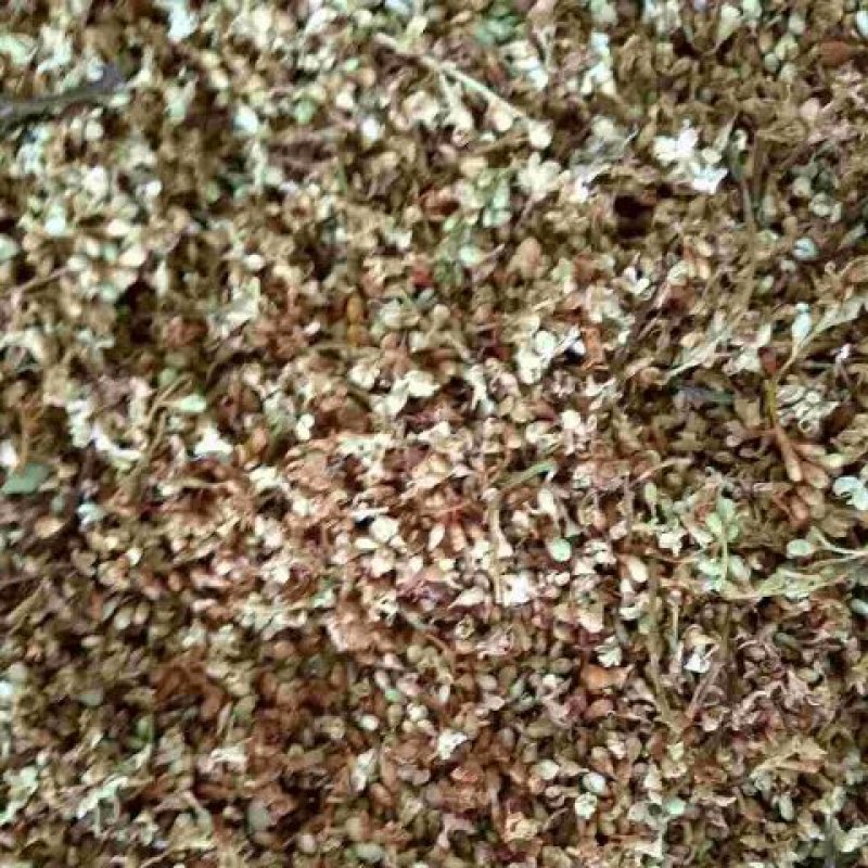 暴马子花，野生白丁香花地直供道地药材，药典标准支持线上