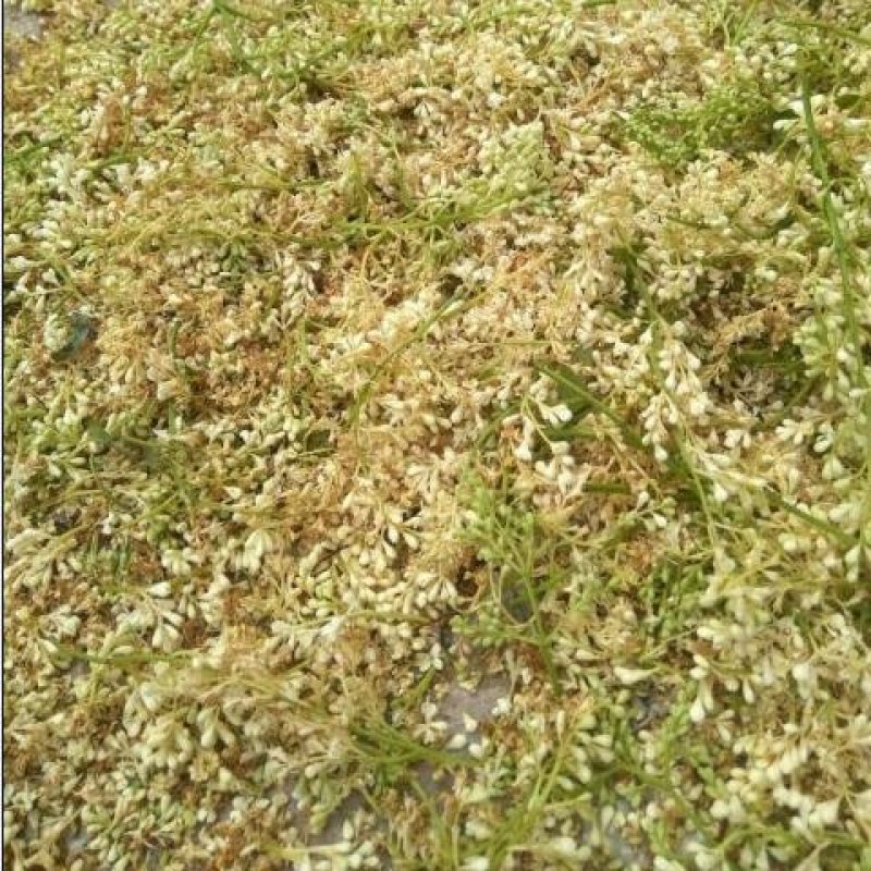 暴马子花，野生白丁香花地直供道地药材，药典标准支持线上