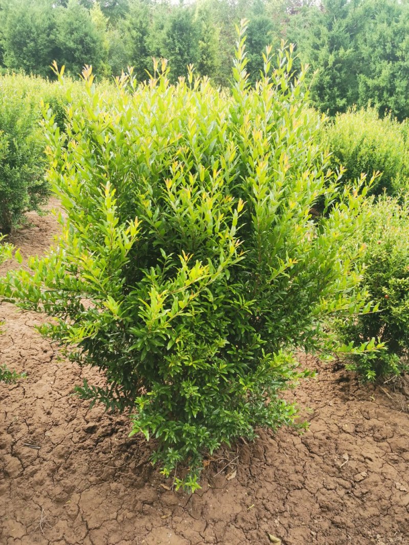 石榴，花石榴，观赏石榴，绿化专用，基地直发