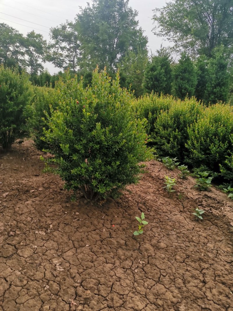 石榴，花石榴，观赏石榴，绿化专用，基地直发