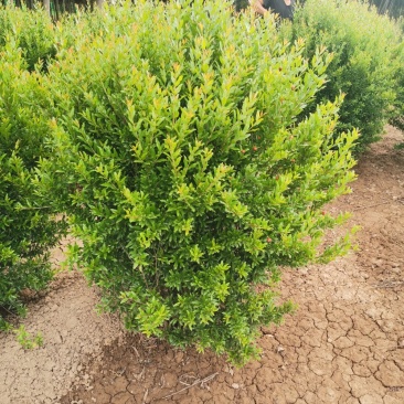 石榴，花石榴，观赏石榴，绿化专用，基地直发