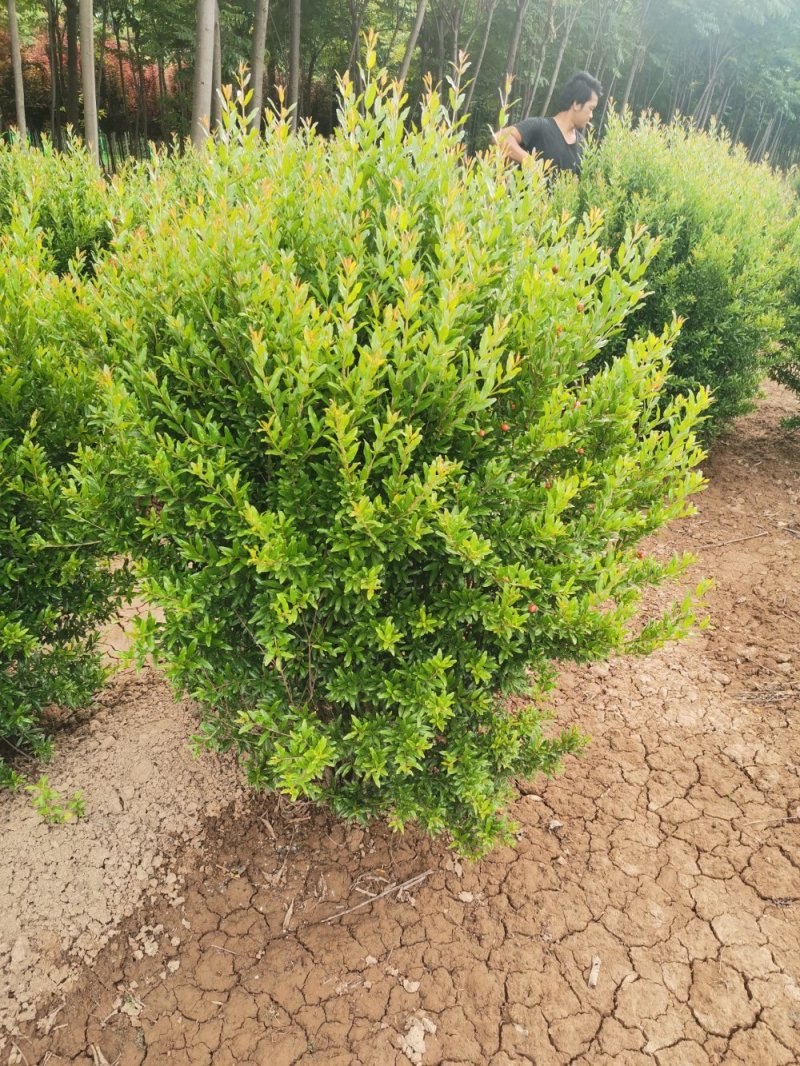 石榴，花石榴，观赏石榴，绿化专用，基地直发