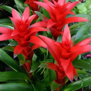 鸿运当头盆栽室内红星凤梨花净化空气长期观赏吸甲醛植物盆景