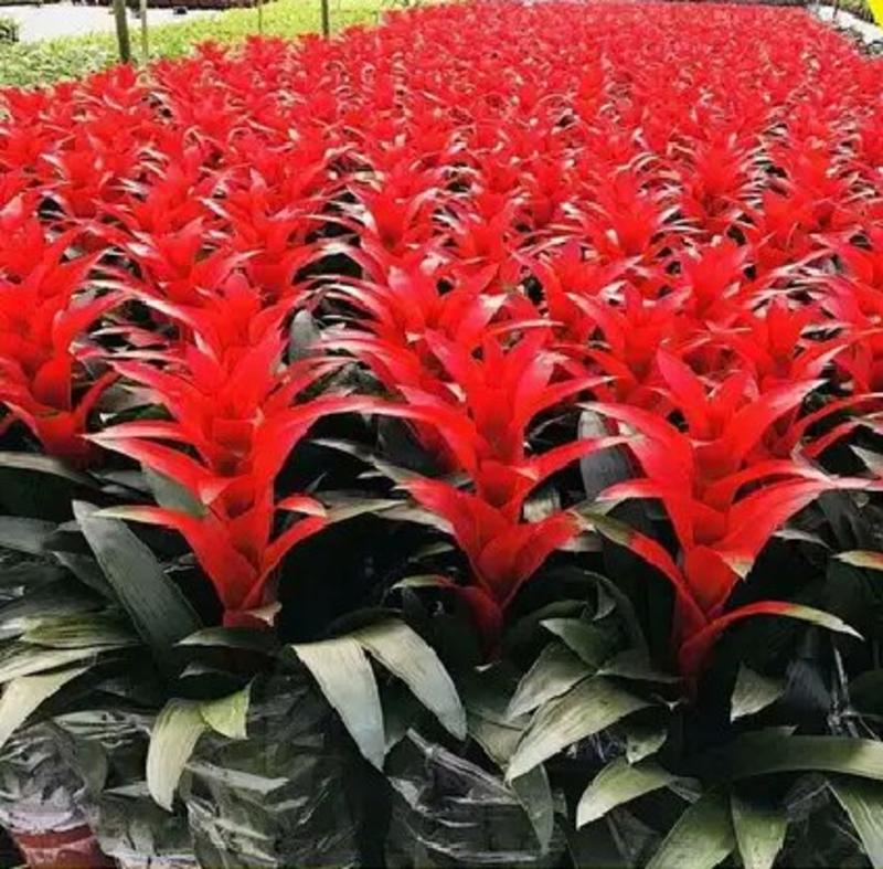 鸿运当头盆栽室内红星凤梨花净化空气长期观赏吸甲醛植物盆景