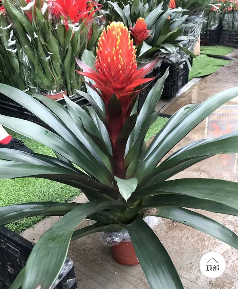 鸿运当头盆栽室内红星凤梨花净化空气长期观赏吸甲醛植物盆景