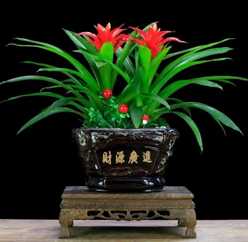 鸿运当头盆栽室内红星凤梨花净化空气长期观赏吸甲醛植物盆景