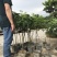 黄皮大量现货清货中，30-120厘米高，货量充足。