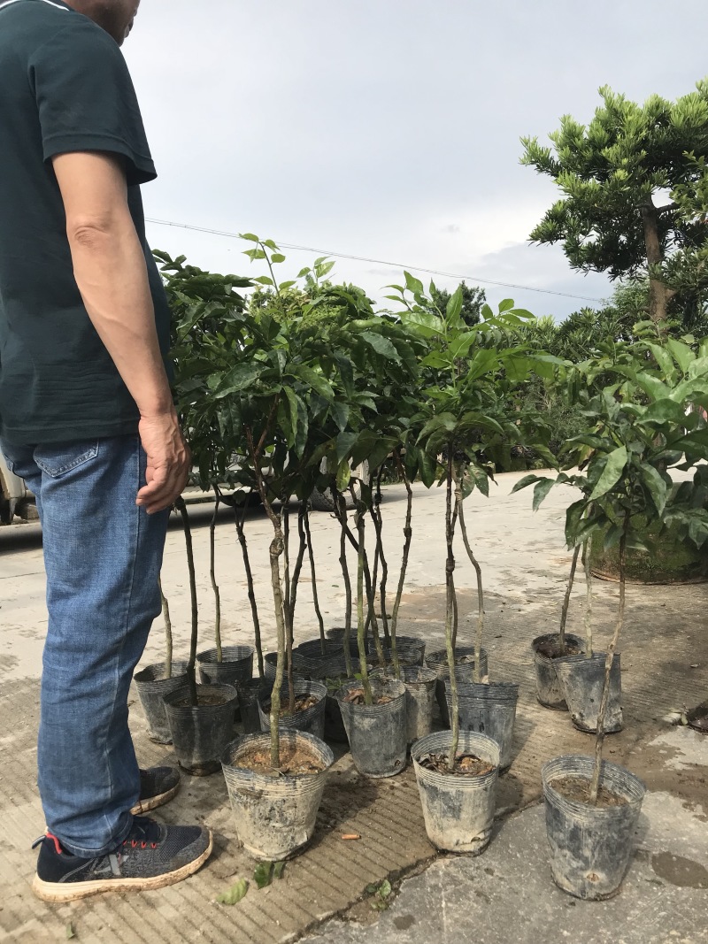 黄皮大量现货清货中，30-120厘米高，货量充足。