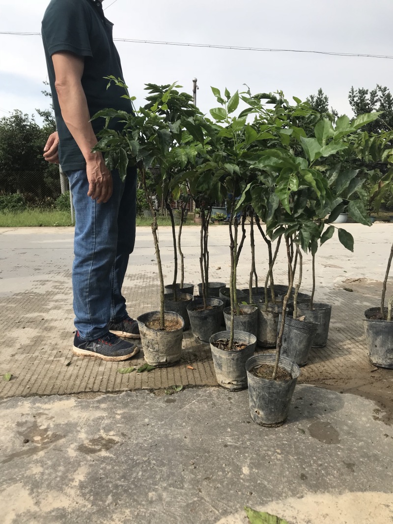 黄皮大量现货清货中，30-120厘米高，货量充足。