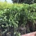 黄皮大量现货清货中，30-120厘米高，货量充足。