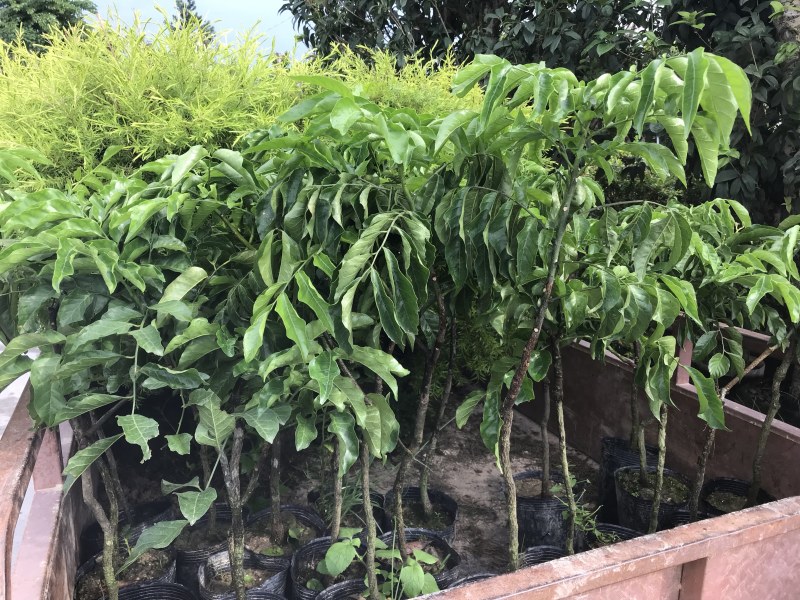 黄皮大量现货清货中，30-120厘米高，货量充足。