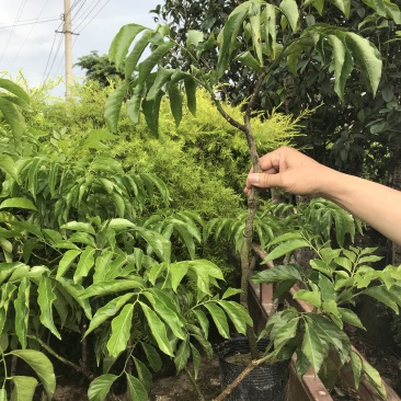 黄皮大量现货清货中，30-120厘米高，货量充足。