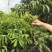 黄皮大量现货清货中，30-120厘米高，货量充足。
