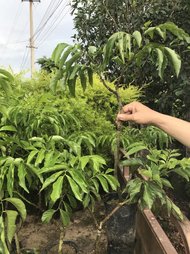 黄皮大量现货清货中，30-120厘米高，货量充足。