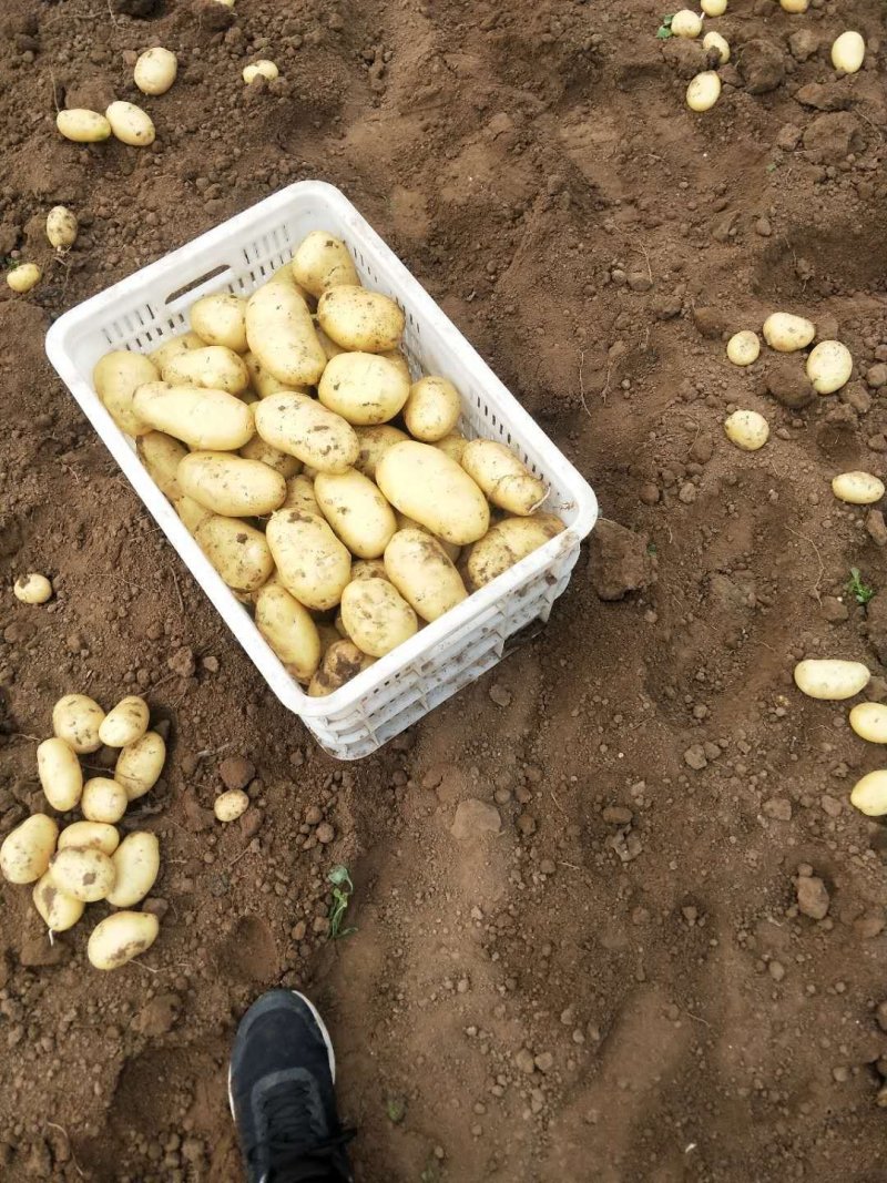 山东潍坊安丘精品土豆保质保量货源充足