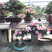 杜鹃花盆景，杜鹃花老桩，进口杜鹃花，杜鹃花地景树