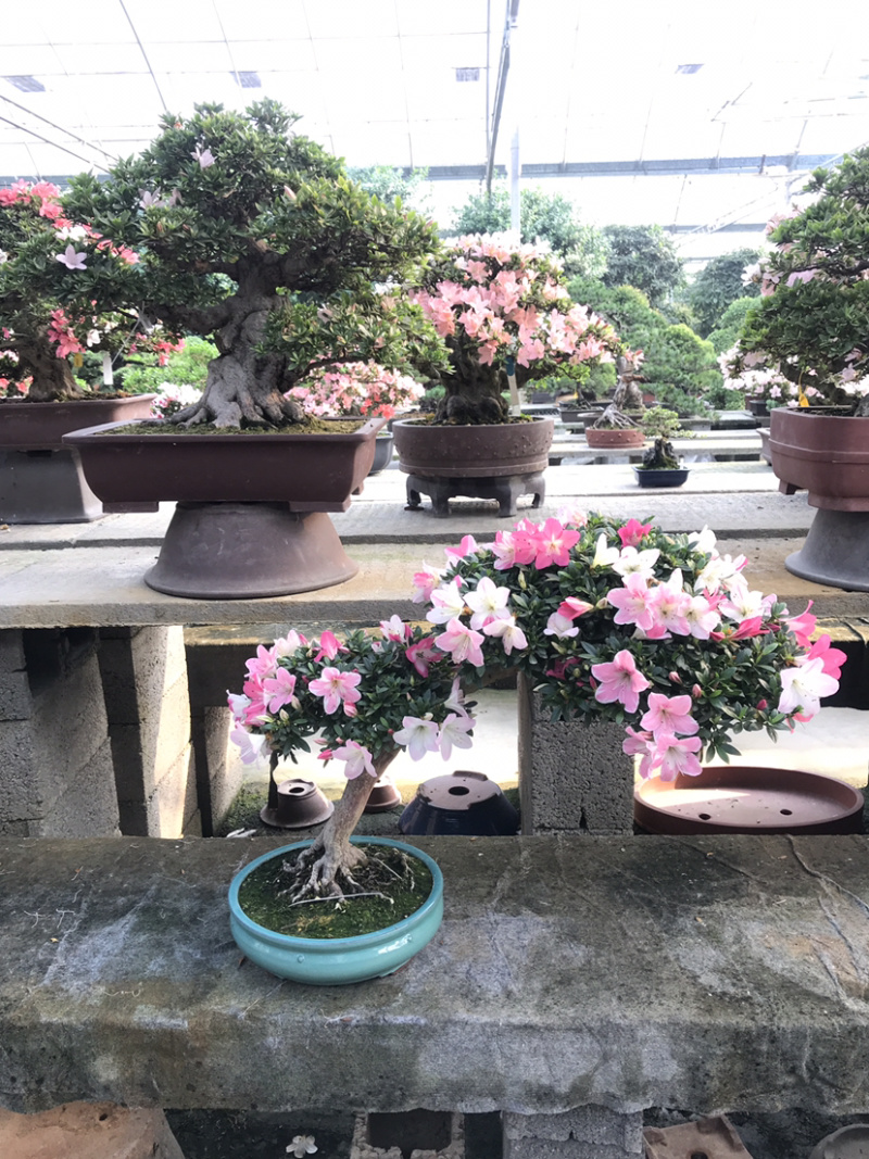 杜鹃花盆景，杜鹃花老桩，进口杜鹃花，杜鹃花地景树
