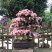 杜鹃花盆景/日本杜鹃花盆景/映山红盆景/进口杜鹃花盆景