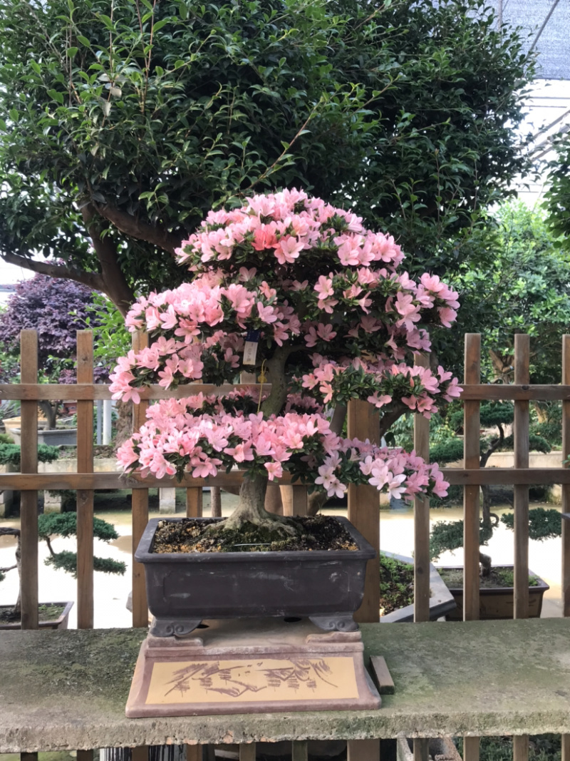 杜鹃花盆景/日本杜鹃花盆景/映山红盆景/进口杜鹃花盆景